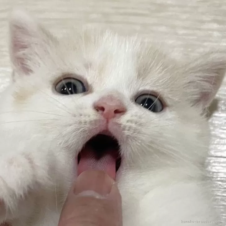 Y 様のお迎えした子猫