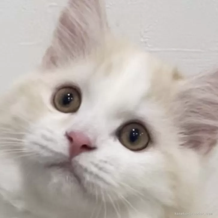 ID:2412-02422の子猫
