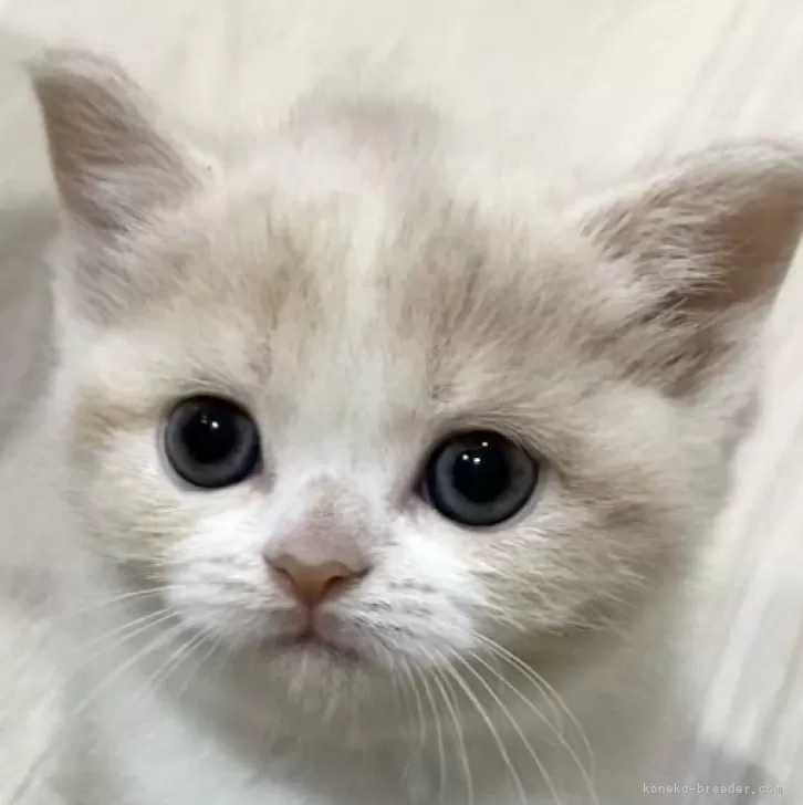 S.S 様のお迎えした子猫
