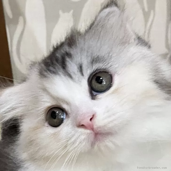 スコティッシュフォールド(折れ耳)【愛知県・女の子・2025年9月1日・ブルーパッチドタビー&amp;ホワイト】の写真1「10月9日初登場✨写真は成長とともに更新いたします📷✨」