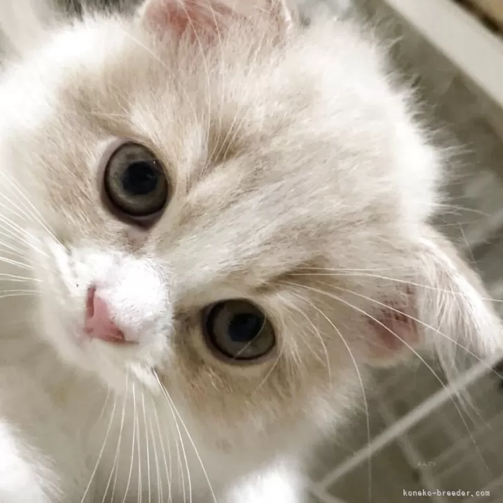 ID：2508-02483の子猫