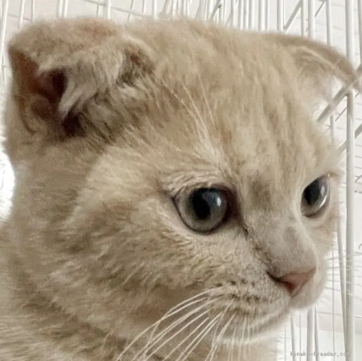 ID：2607-03304の子猫
