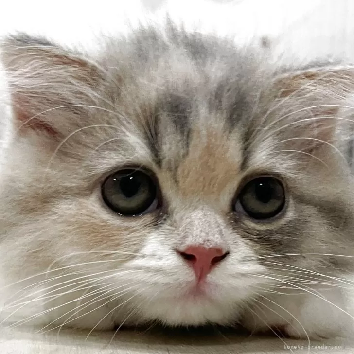 ID:2508-02297の子猫