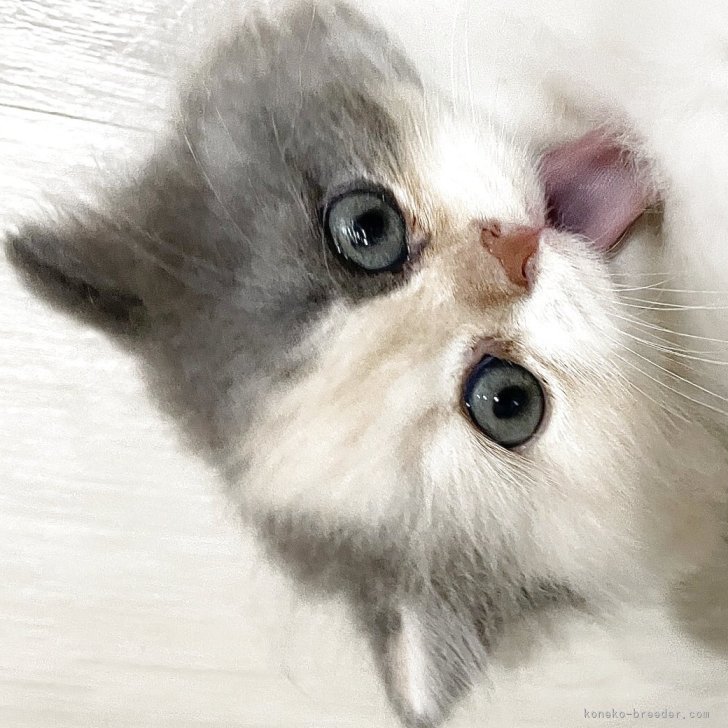 ブリーダー画像