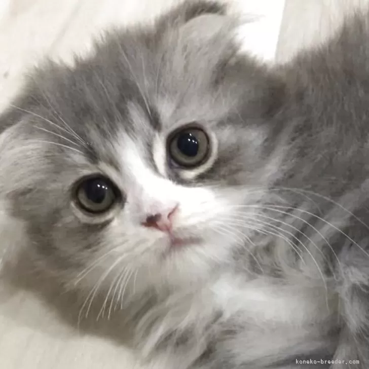 ID：2503-02798の子猫