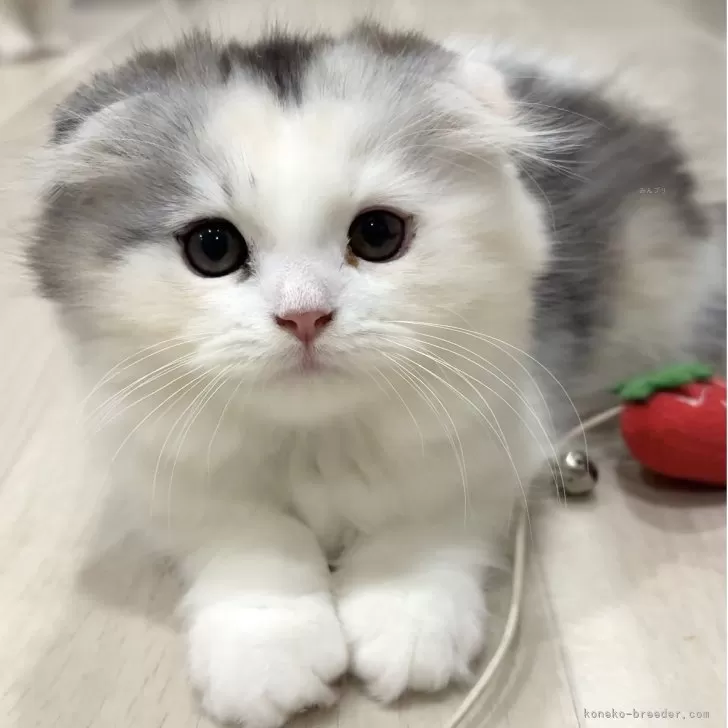 スコティッシュフォールド(折れ耳)【愛知県・女の子・2025年9月1日・ブルーパッチドタビー&amp;ホワイト】の写真1「10月7日初掲載✨写真は成長とともに更新させていただきます📷✨」