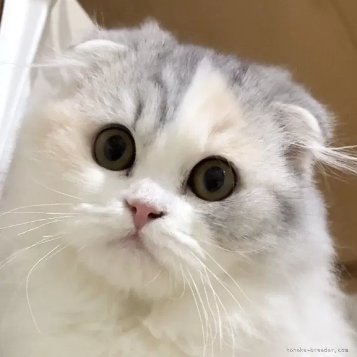 スコティッシュフォールド(折れ耳)【愛知県・女の子・2025年9月5日・シルバーパッチドタビー&amp;ホワイト】の写真1