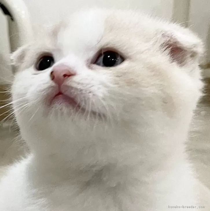 ID:2504-00543の子猫