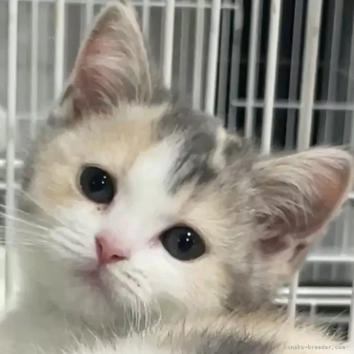 ID：2501-00707の子猫