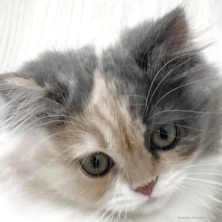 スコティッシュフォールド(立ち耳)【愛知県・女の子・2025年9月5日・ブルータビー&amp;ホワイト】の写真1「10月16日初掲載✨写真は成長とともに更新いたします📷✨」