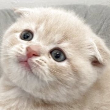スコティッシュフォールド(折れ耳)【愛知県・女の子・2025年10月18日・クリームタビー（ショート）】の写真「お母さん似のかわいい女の子✨」