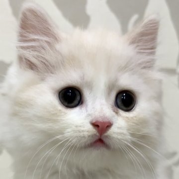 スコティッシュフォールド(立ち耳)【愛知県・男の子・2025年9月23日・クリームタビー&ホワイト（セミロング）】の写真「この子…男の子でした。」