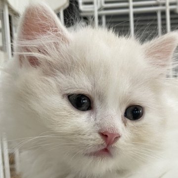 スコティッシュフォールド(立ち耳)【愛知県・男の子・2025年9月23日・クリームタビー&ホワイト（セミロング）】の写真「優しいカラーの元気な女の子🩷」