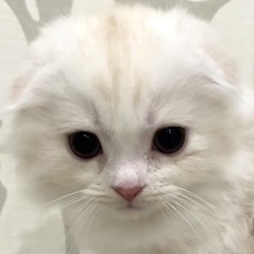 スコティッシュフォールド(折れ耳)【愛知県・男の子・2025年9月23日・クリームタビー&ホワイト】の写真「毛並みが柔らかい❤️」