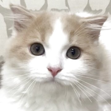 スコティッシュフォールド(折れ耳)【愛知県・男の子・2025年3月21日・クリームタビー&ホワイト（ロング（セミロング））】の写真「ワクチン無料＆ご見学と同時にお迎えOKです😊」