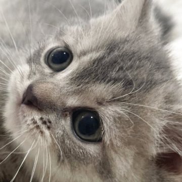 スコティッシュフォールド(立ち耳)【愛知県・女の子・2025年10月18日・ブルーパッチドタビー】の写真「人懐っこいすぎる😊」