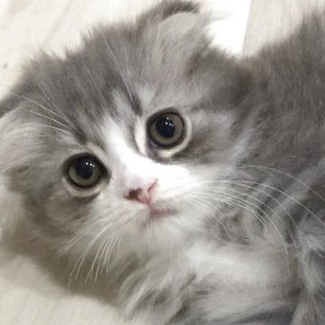 スコティッシュフォールド(折れ耳)【愛知県・男の子・2025年3月3日・ブルータビー&ホワイト】の写真「ご見学と同時にお迎えできます🐈」
