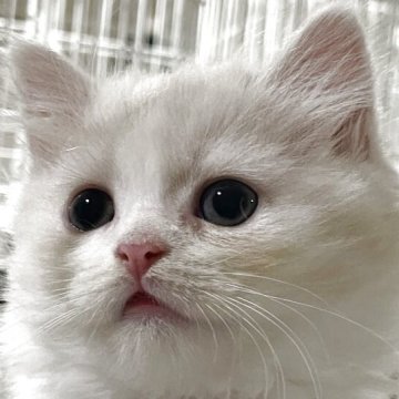 スコティッシュフォールド(立ち耳)【愛知県・男の子・2025年9月23日・クリームタビー&ホワイト（セミロング）】の写真「この子…男の子でした。」