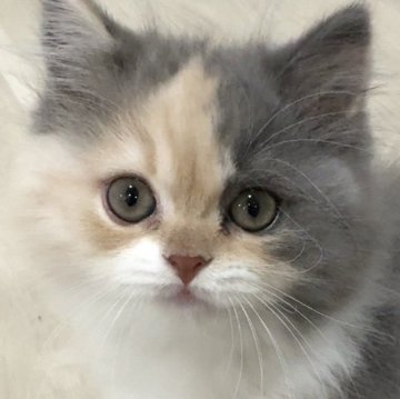 スコティッシュフォールド(立ち耳)【愛知県・女の子・2025年9月5日・ブルータビー&ホワイト（ロング）】の写真「モフモフかわいい女の子🩷」