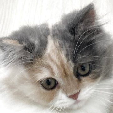 スコティッシュフォールド(立ち耳)【愛知県・女の子・2025年9月5日・ブルータビー&ホワイト（ロング）】の写真「顔がおにぎりっぽくなってきました🍙✨」