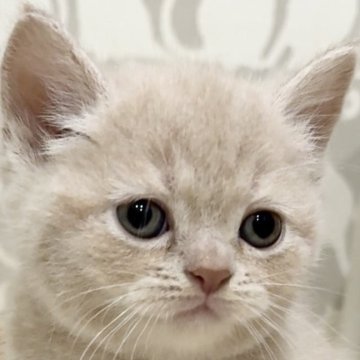 スコティッシュフォールド(立ち耳)【愛知県・男の子・2025年10月18日・クリームタビー（ショート）】の写真「兄弟と仲良しやんちゃ丸✨」