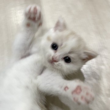 スコティッシュフォールド(立ち耳)【愛知県・男の子・2025年9月23日・クリームタビー&ホワイト】の写真「やんちゃな男の子💙」