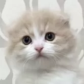 スコティッシュフォールド(折れ耳)【愛知県・男の子・2024年10月30日・クリームタビー&ホワイト】の写真1