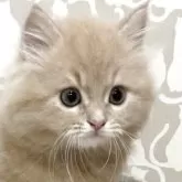 スコティッシュフォールド(立ち耳)
