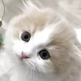 スコティッシュフォールド(折れ耳)