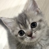 スコティッシュフォールド(立ち耳)