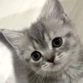 スコティッシュフォールド(立ち耳)