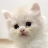 スコティッシュフォールド(立ち耳)