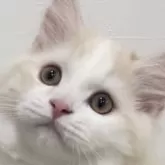 スコティッシュフォールド(立ち耳)【愛知県・男の子・2024年11月20日・レッドタビー&ホワイト】の写真1