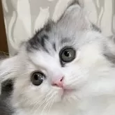 スコティッシュフォールド(折れ耳)