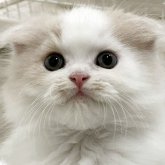 スコティッシュフォールド(折れ耳)