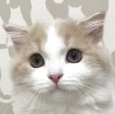 スコティッシュフォールド(折れ耳)