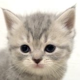 スコティッシュフォールド(立ち耳)