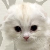 スコティッシュフォールド(折れ耳)