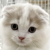 スコティッシュフォールド(折れ耳)