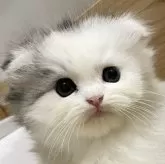 スコティッシュフォールド(折れ耳)