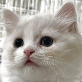 スコティッシュフォールド(立ち耳)