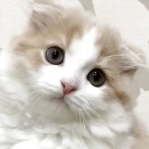 スコティッシュフォールド(折れ耳)