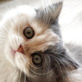 スコティッシュフォールド(立ち耳)