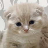 スコティッシュフォールド(折れ耳)