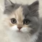 スコティッシュフォールド(立ち耳)