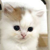 スコティッシュフォールド(立ち耳)