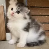 スコティッシュフォールド(折れ耳)【愛知県・女の子・2025年9月1日・ブルーパッチドタビー&ホワイト】の写真2