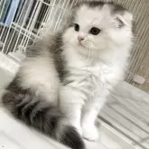 スコティッシュフォールド(折れ耳)【愛知県・女の子・2025年9月1日・ブルーパッチドタビー&ホワイト】の写真2