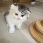 スコティッシュフォールド(折れ耳)【愛知県・女の子・2025年9月1日・ブルーパッチドタビー&ホワイト】の写真5