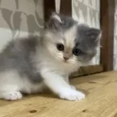 スコティッシュフォールド(立ち耳)【愛知県・女の子・2025年9月5日・ブルータビー&ホワイト】の写真5